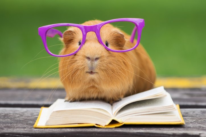 a guinea pig wearing glasses
